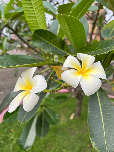 Flirt Summit THAILAND 2022