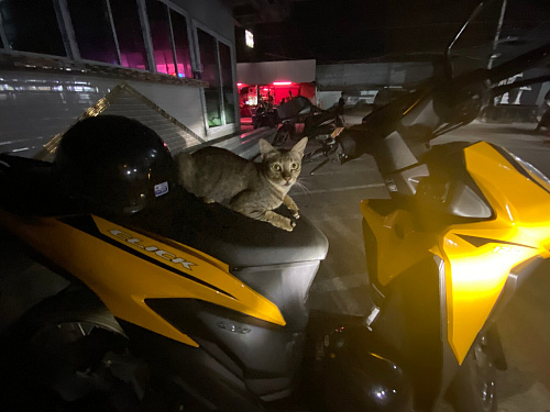 Trip BANGHOK & SAMUI 2020