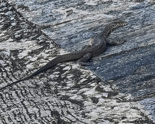 One month in SRI LANKA 2025