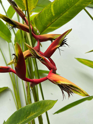 Flirt Summit THAILAND 2022