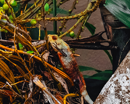 One month in SRI LANKA 2025