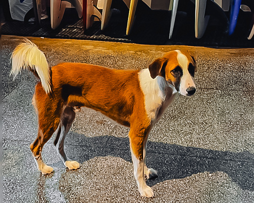 One month in SRI LANKA 2025