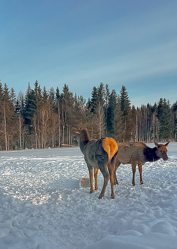New year Magic deer 2024