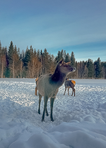 New year Magic deer 2024