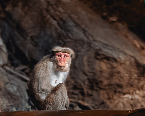 One month in SRI LANKA 2025