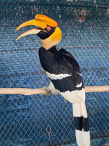 Trip BANGHOK & SAMUI 2020