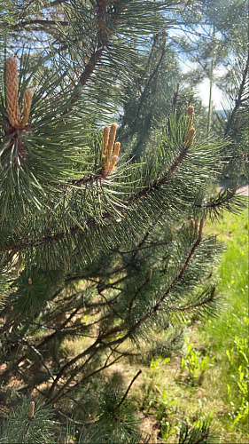 Spa day Demidkovo 2021