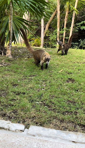 Flirt Summit CANCUN 2021