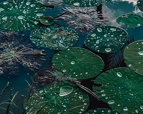 One month in SRI LANKA 2025