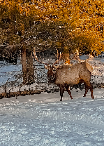 New year Magic deer 2024