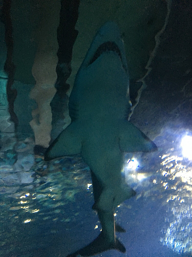 Trip SPAIN & FRANCE 2019