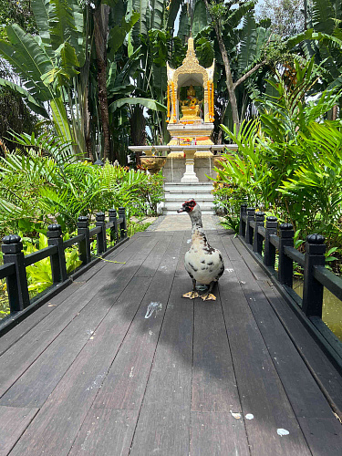 Flirt Summit THAILAND 2022