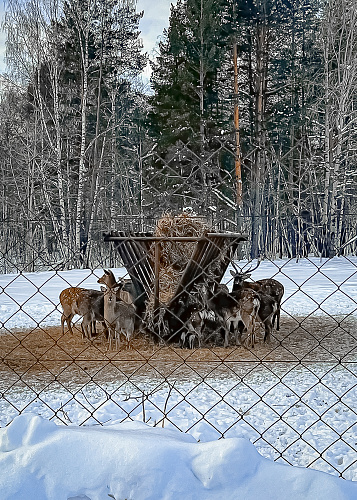 New year Magic deer 2024