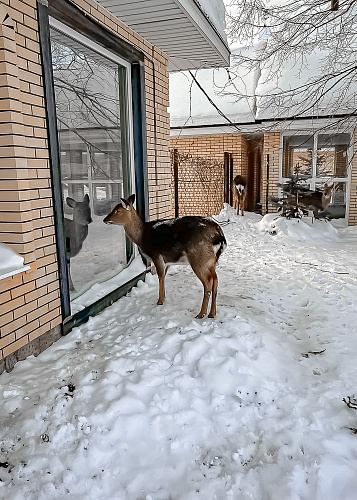New year Magic deer 2024