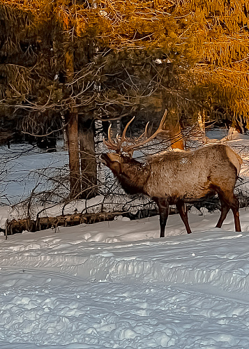 New year Magic deer 2024