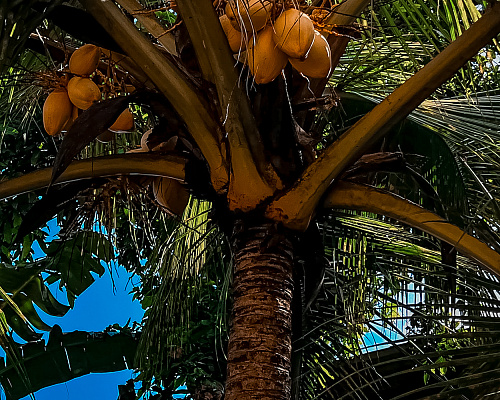 One month in SRI LANKA 2025