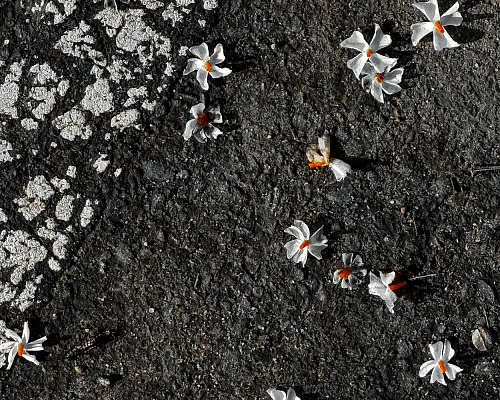 One month in SRI LANKA 2025