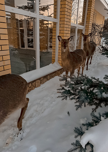 New year Magic deer 2024