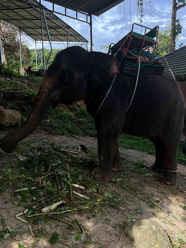 Flirt Summit THAILAND 2022