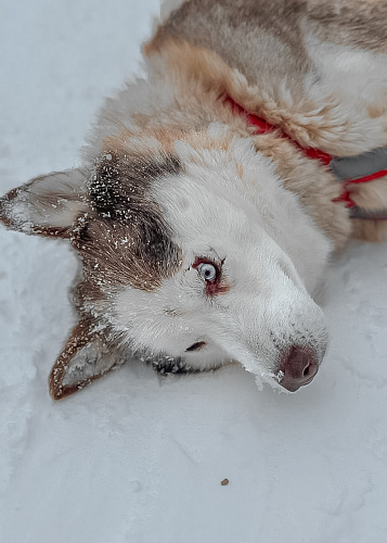 New year Snow Time 2025