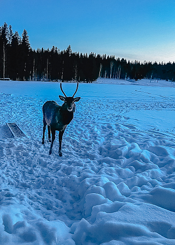 New year Magic deer 2024