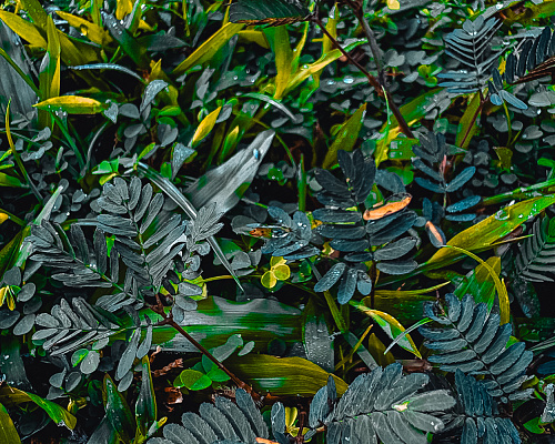 One month in SRI LANKA 2025