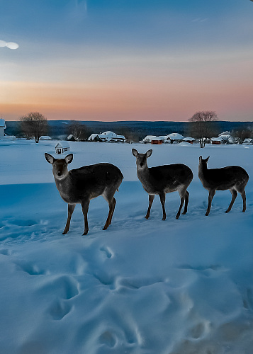 New year Magic deer 2024