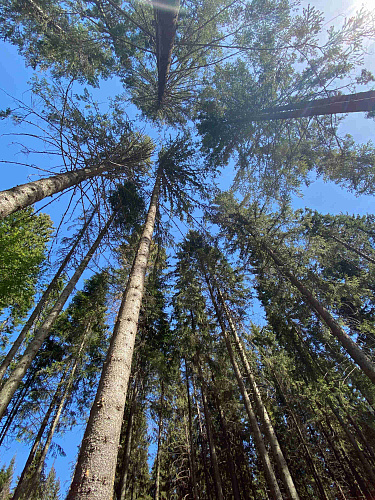 Spa day Demidkovo 2021