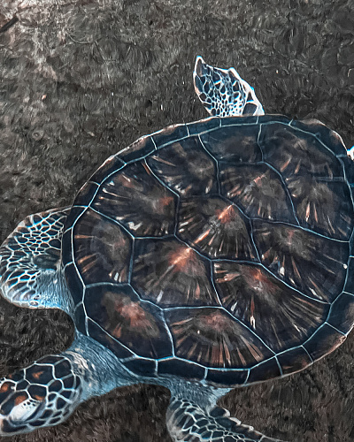 One month in SRI LANKA 2025